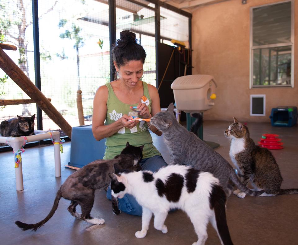 Smiling person giving treats to cats in an enclosed patio for cats