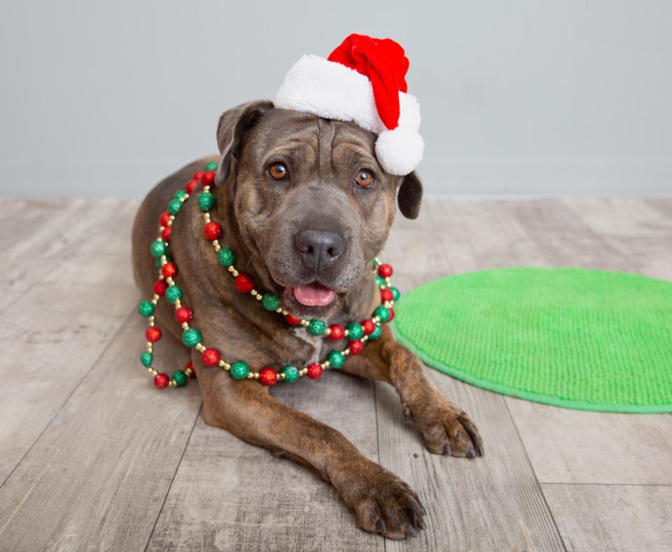 Pit-bull-type dog wearing a Santa hat and holiday garland