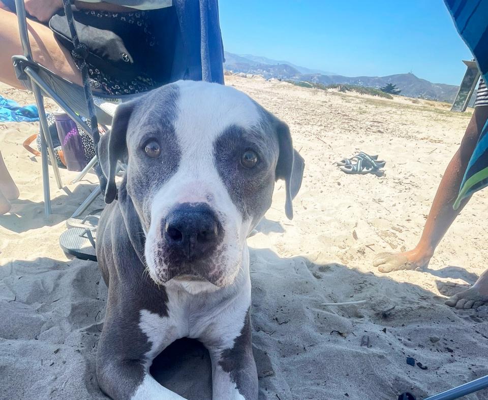 Rico the dog outside on a sandy beach