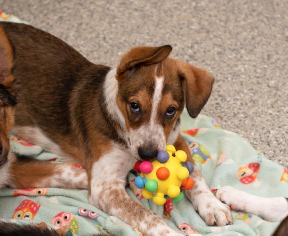 Brown and white puppy playing with a toy on a blanket