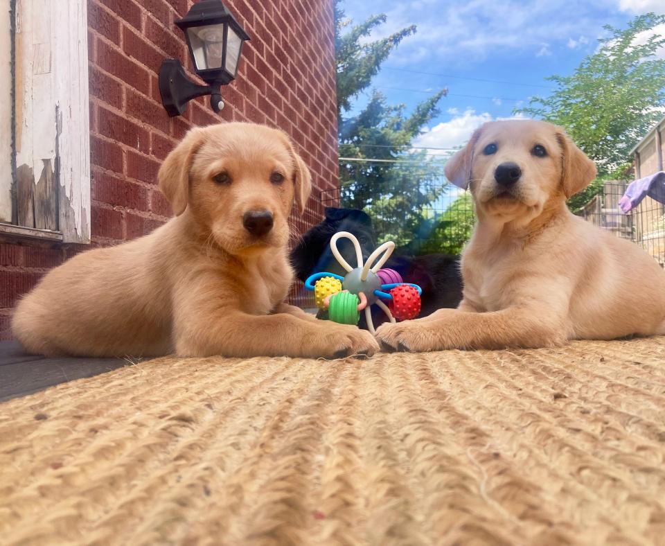 Two puppies on a deck next to a home with a blue sky and clouds behind them