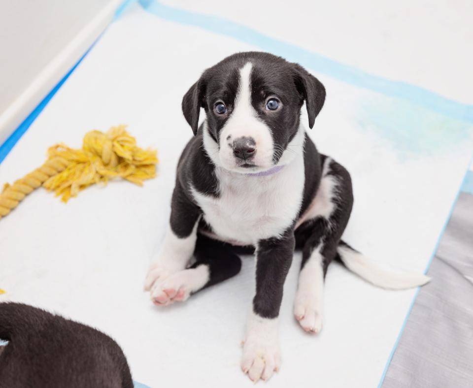 Black and white puppy sitting on a puppy pad next to a yellow rope toy