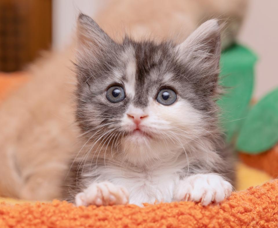 Dilute calico kitten in an orange bed