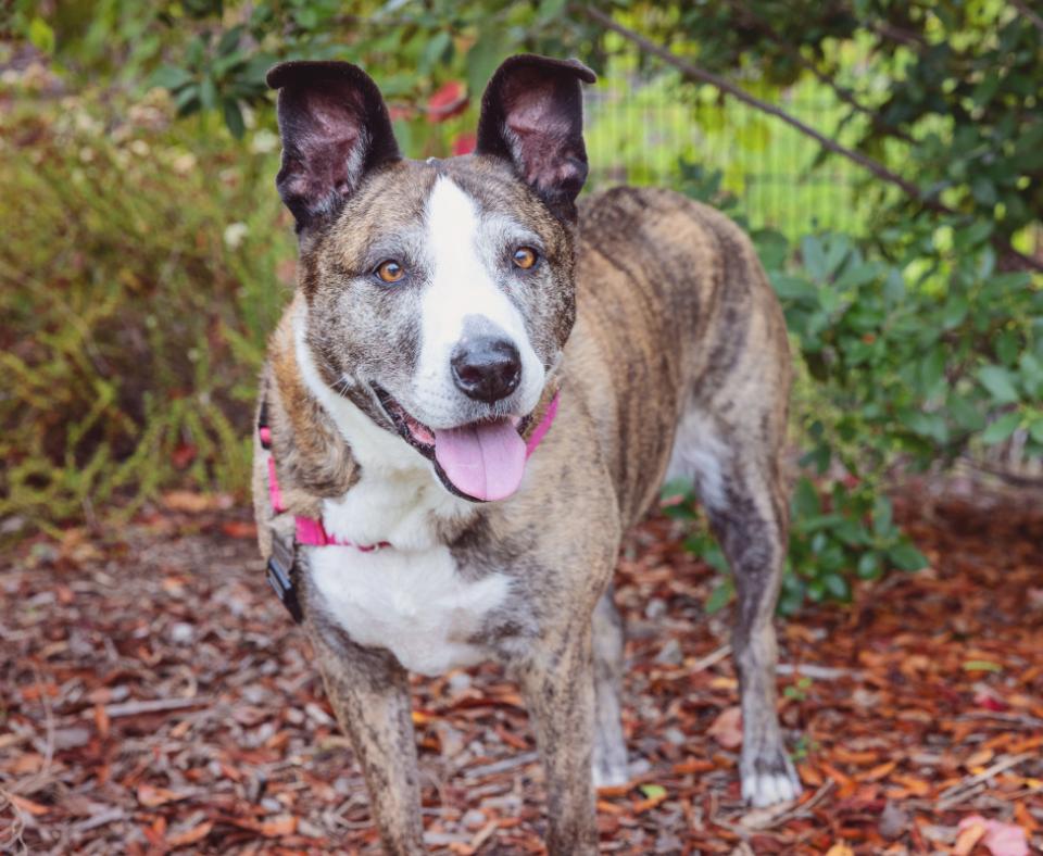 Brindle and white dog with upright ears and smiling with tongue out