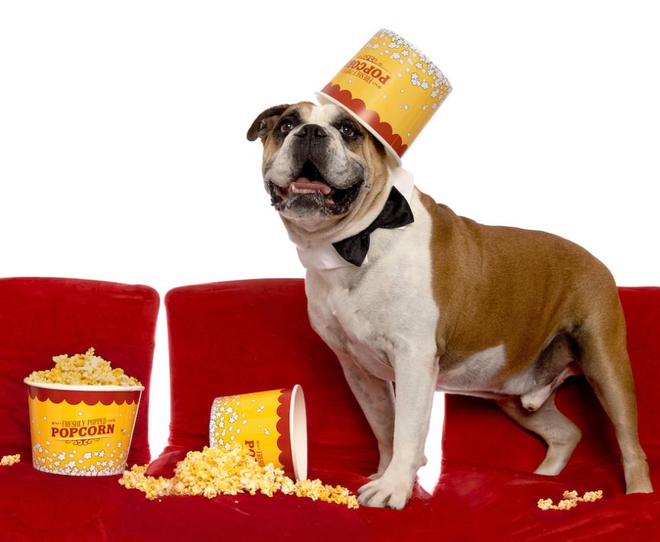 Dog on a red couch with a popcorn bucket on his head with two other buckets on the couch