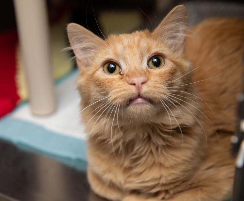 Orange tabby cat in a kennel