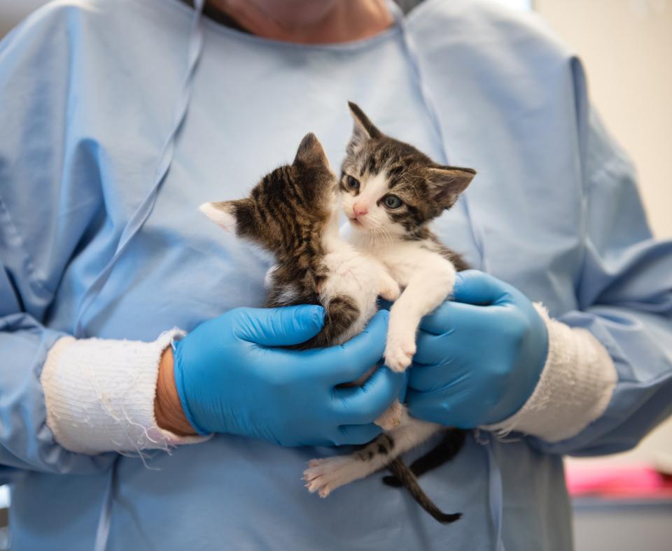 Person wearing protective gown and gloves holding two kittens