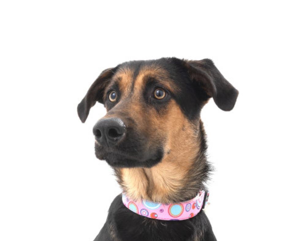 Shepherd mix dog wearing a pink collar