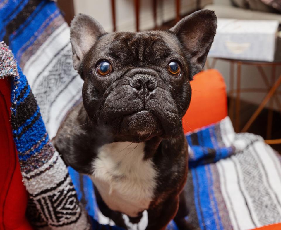 Pawrie the French bulldog on a blue, gray, and white striped blanket