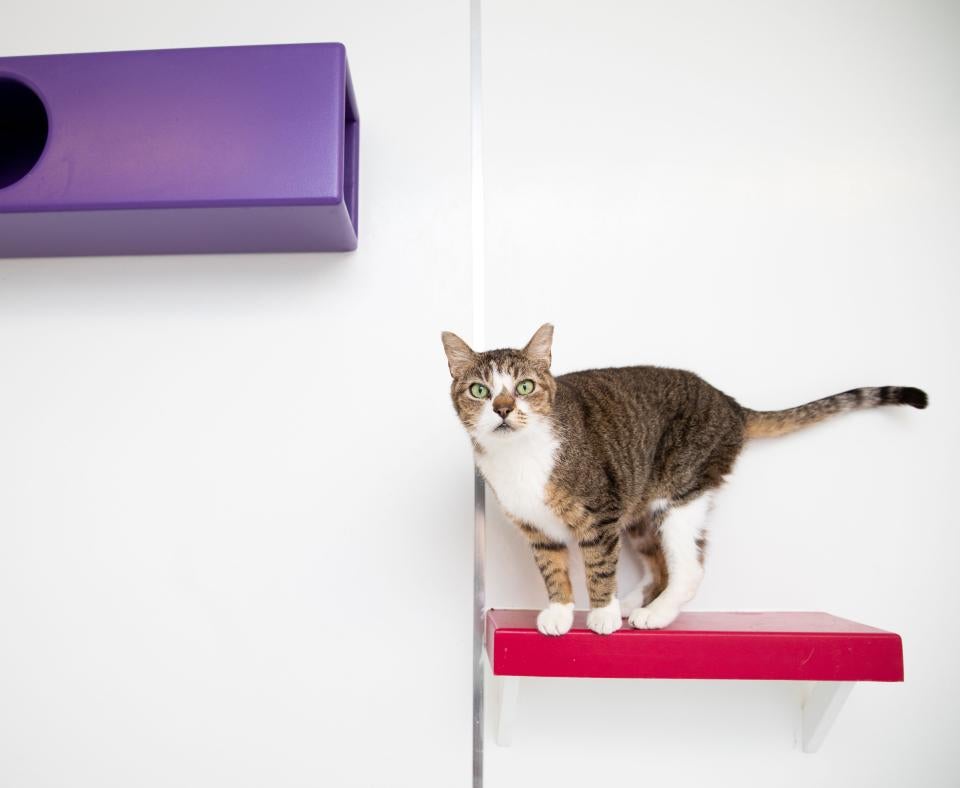Forest the cat standing on a red wooden shelf