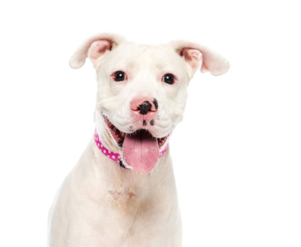 Belle, a white pit bull type dog, smiling with tongue out