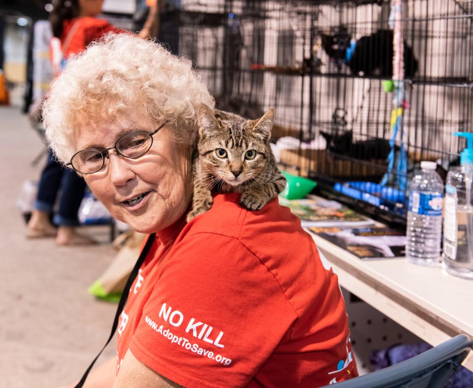 Person at an adoption event with a brown tabby kitten on her shoulder and wire kennels containing cats in the background