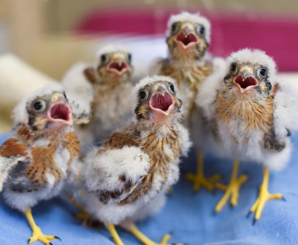 Group of baby birds standing together on a towel