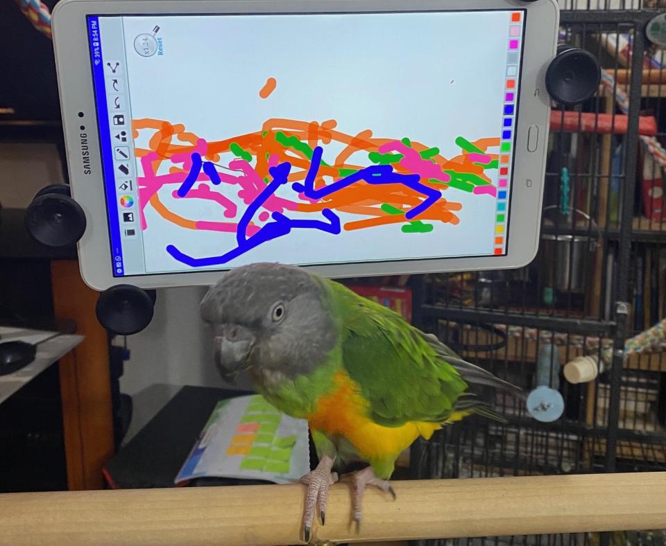 Little Lou the parrot in front of a tablet showing a painting she'd done