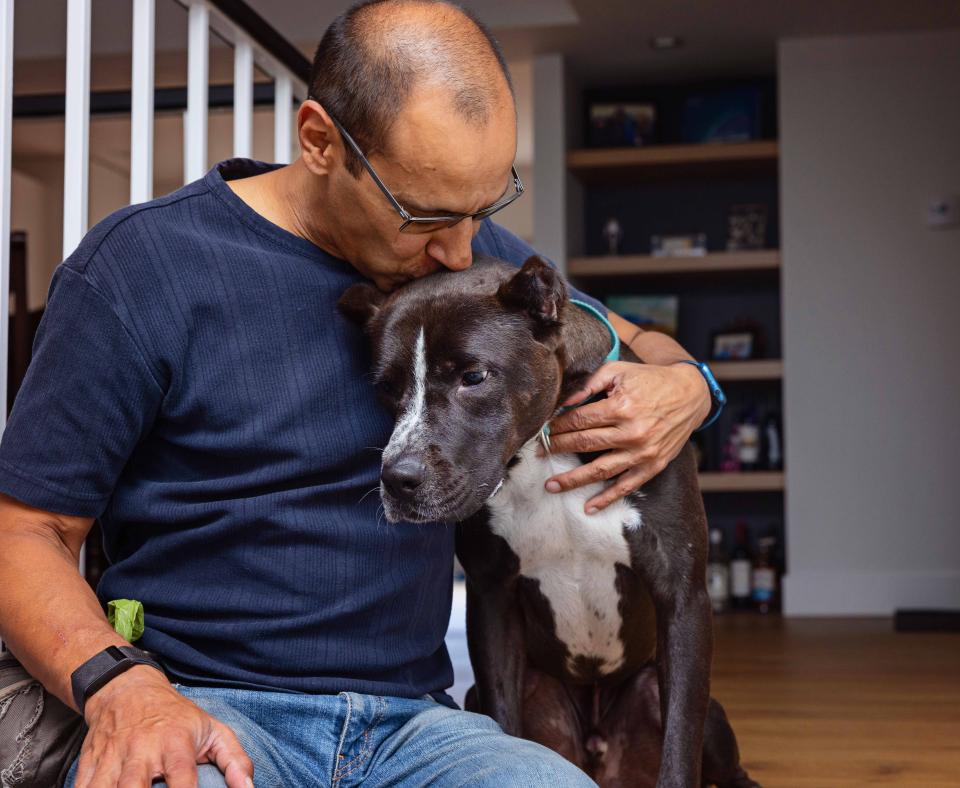 Person hugging and kissing a crop-eared pit-bull-type dog in a home