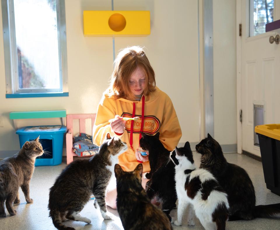 Person kneeling on the floor holding a spoon with some food surrounded by cats