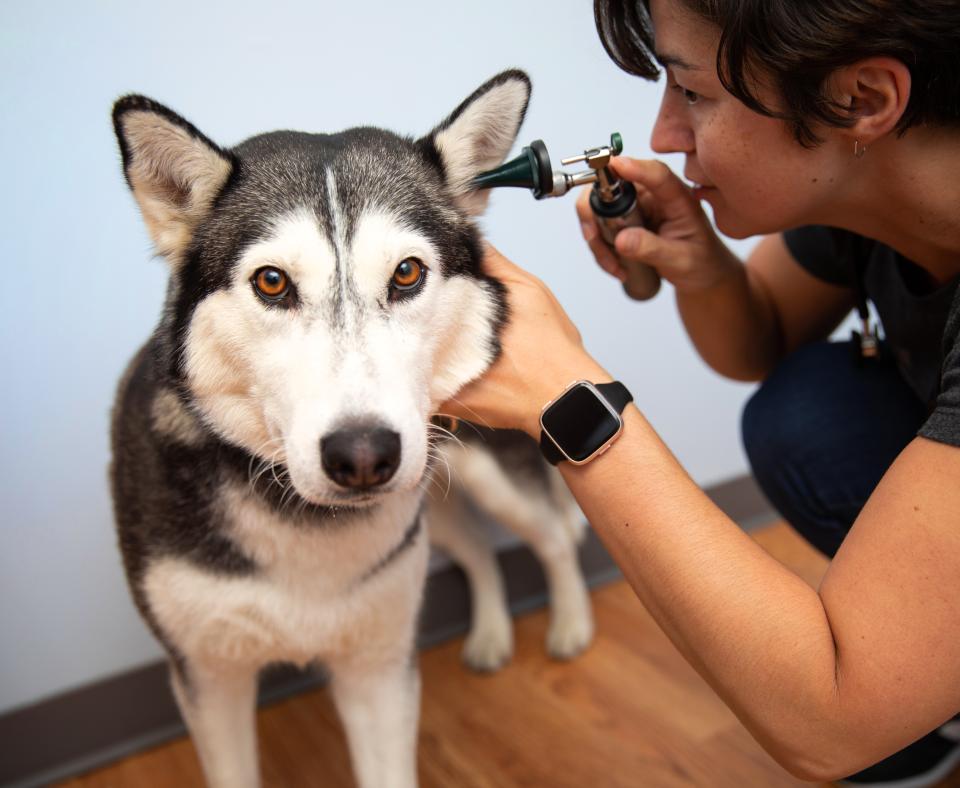 Dog getting an exam in veterinary setting