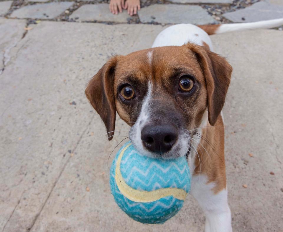 Small, mostly brown dog holding a blue ball in her mouth