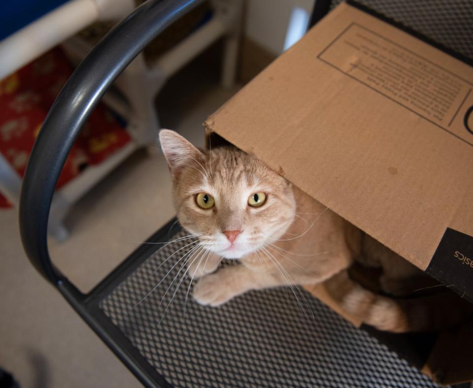 Orange tabby cat in a box on a chair