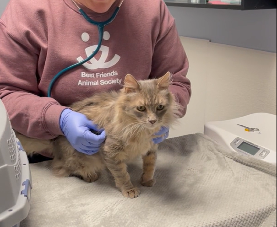 Poppy the cat receiving a veterinary checkup exam from a person wearing a Best Friends sweatshirt