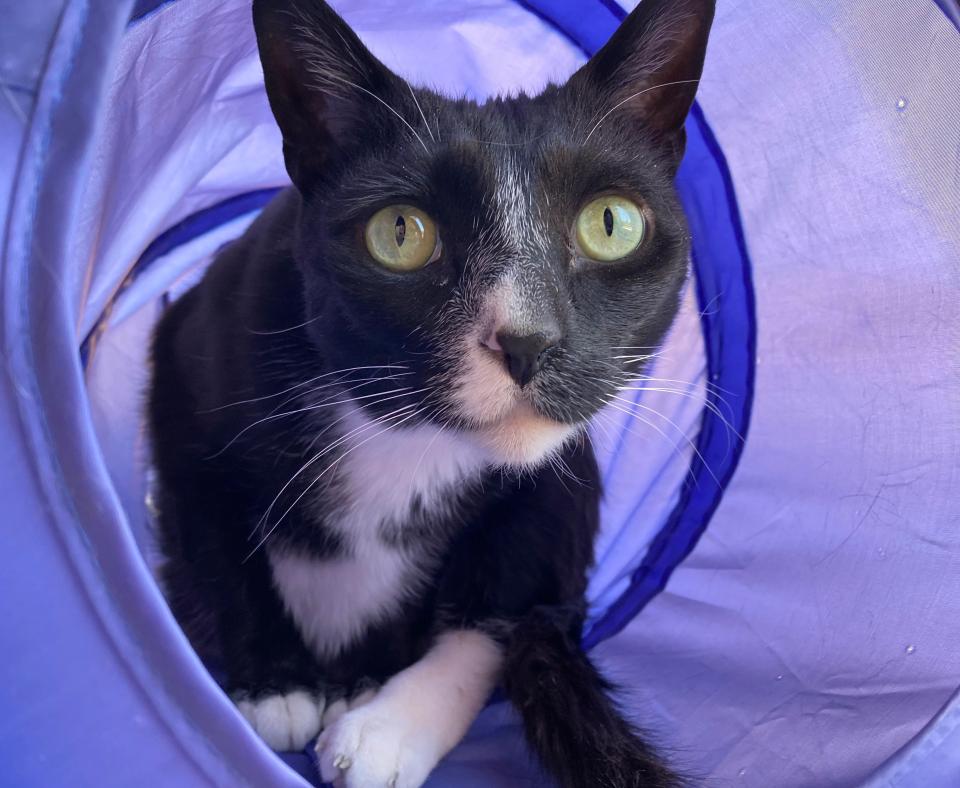 Hale the cat in a purple play tunnel