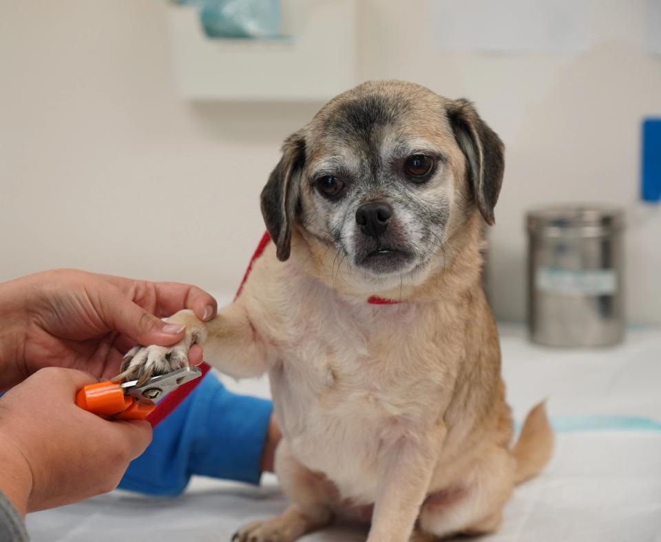 Small, older brown dog getting his nails clipped
