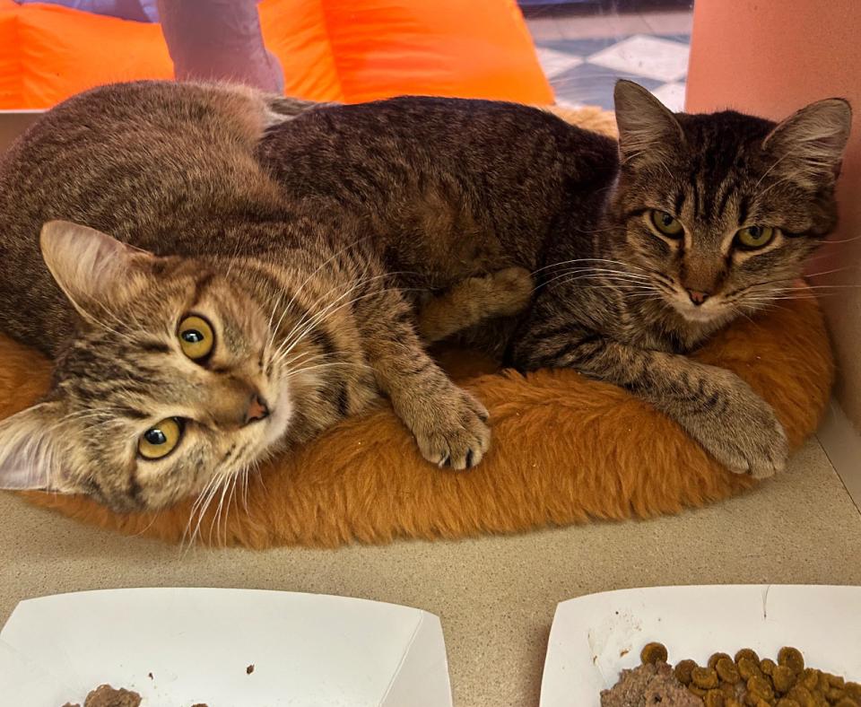 Suki and Molly, two brown tabby cats with plates of food in front of them