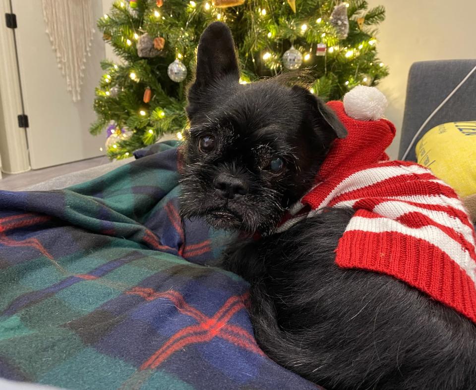 La Bamba the dog wearing a red and white striped sweater in front of a Christmas tree