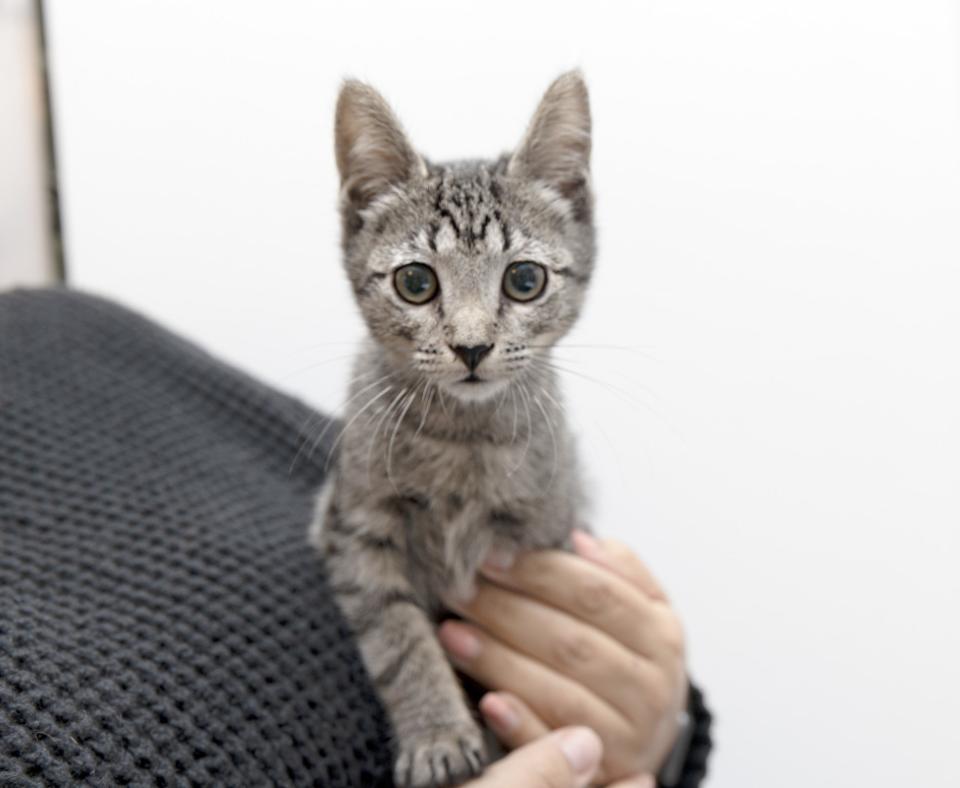 Person holding a tabby kitten