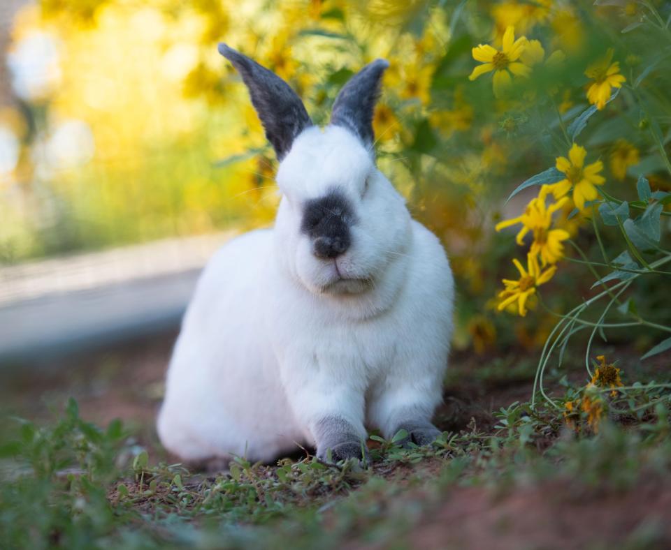 Peter the rabbit outside beside some flowers