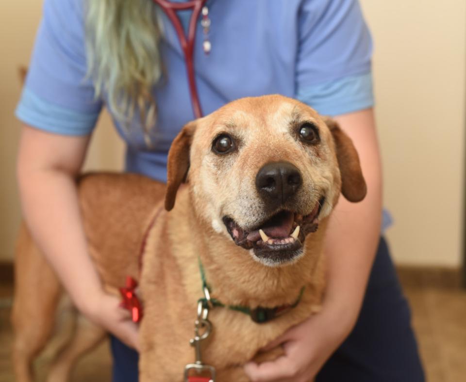 Medical person wearing a stethoscope with arms around a happy looking brown dog