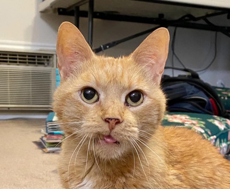 Wilbur the orange cat with tongue sticking slightly out