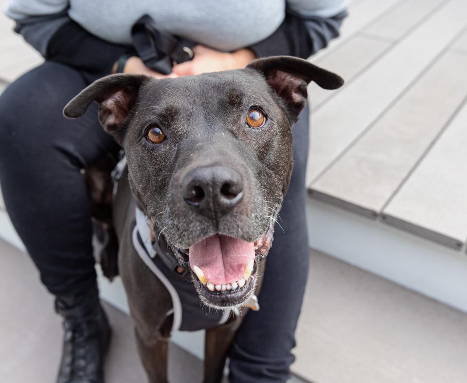 Black and white senior pit-bull-type dog with mouth open smiling, between the legs of a person who is sitting on some stairs
