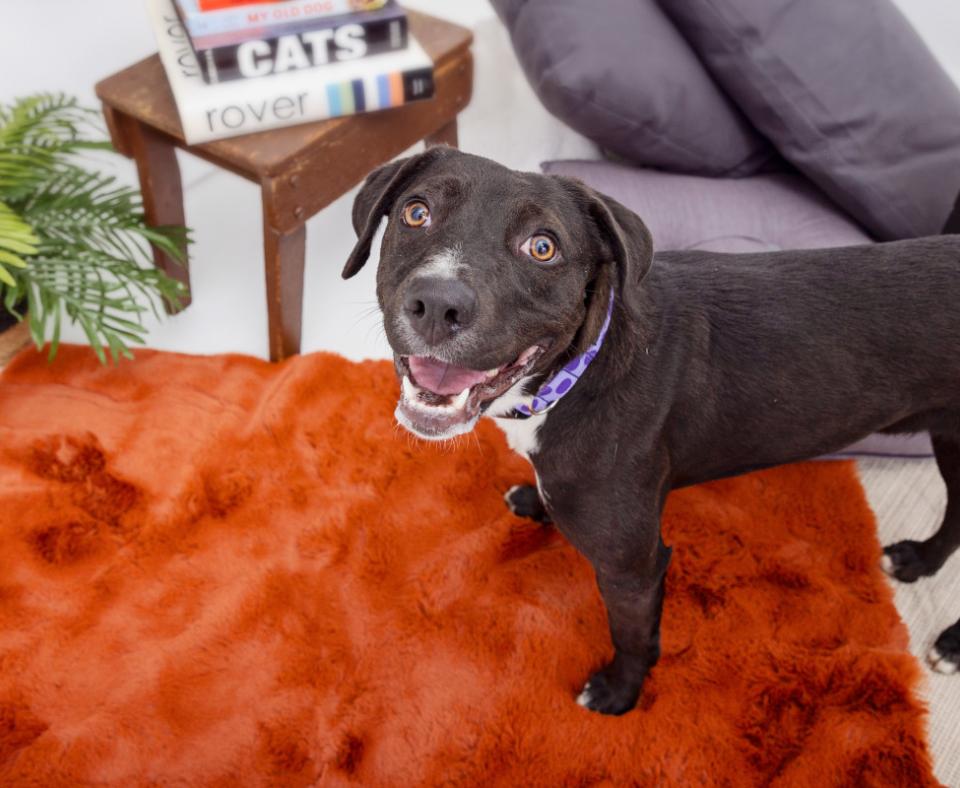 Black dog with mouth open in a smile on an orange rug