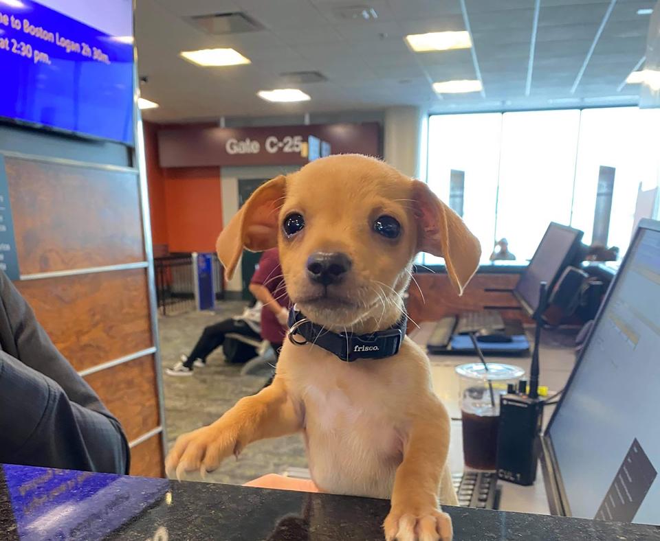 Tiny brown puppy at a Southwest Airlines counter
