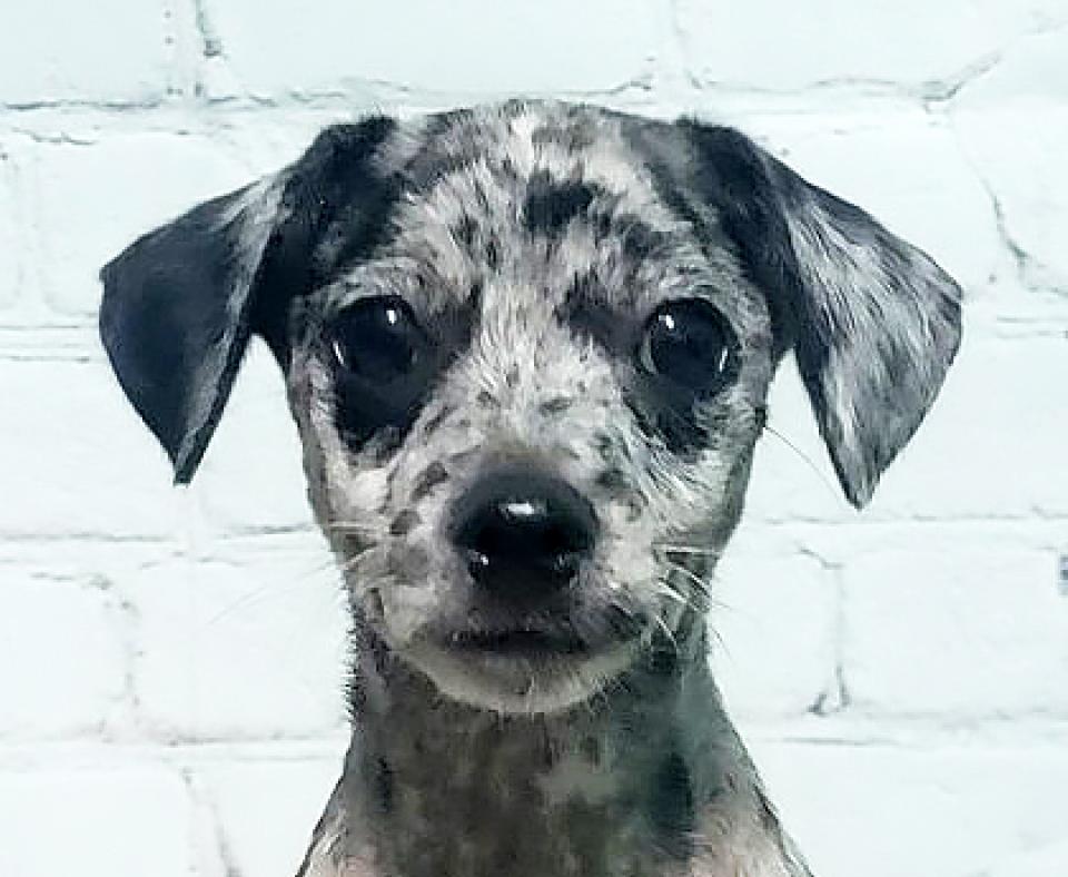 The face of Sonny the puppy in front of a white brick wall