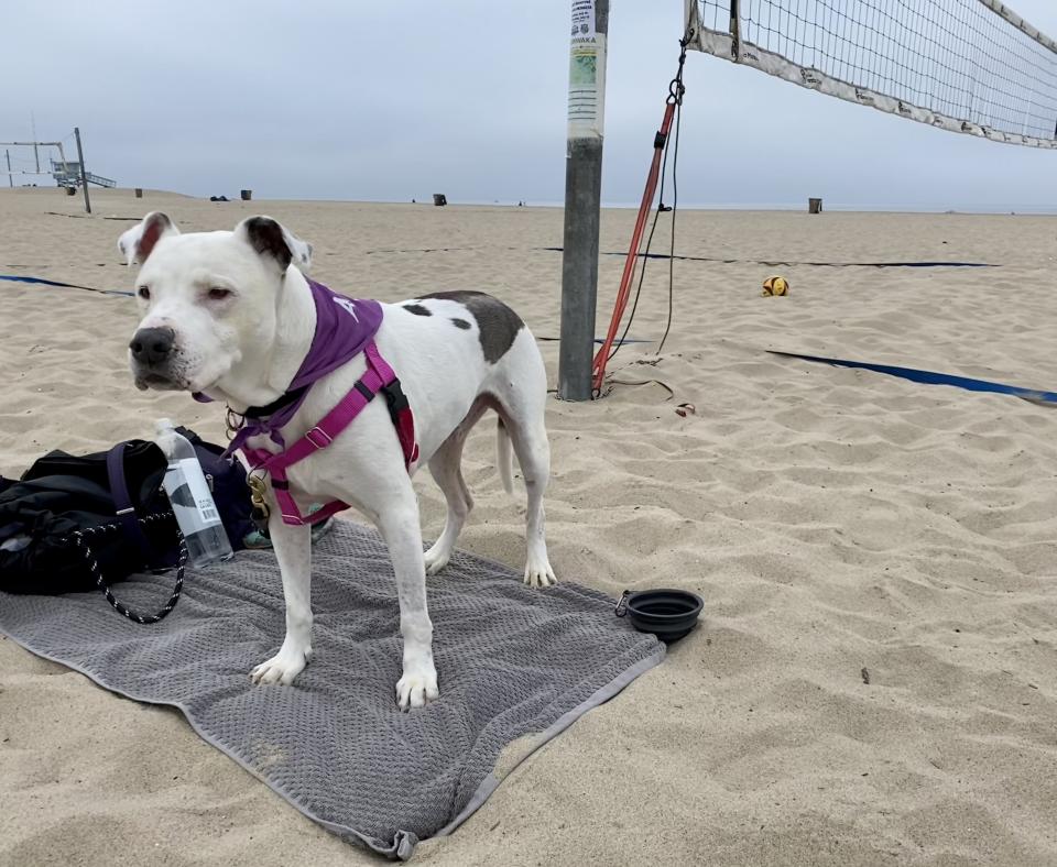 Spots the dog standing on a gray towel beside a beach volleyball net