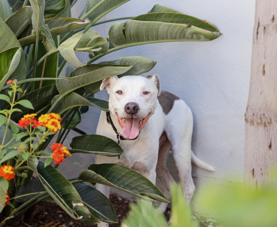 Spots the dog with mouth open smiling, outside in a garden