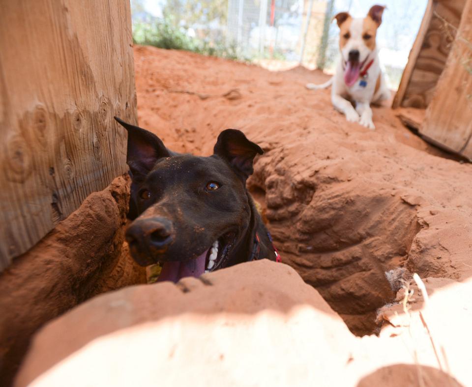 Winter and Abbott the dogs, with one in a deep hole he'd dug