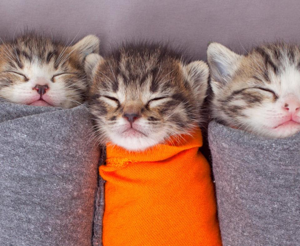 The three purrito kittens asleep in their fabric swaddles