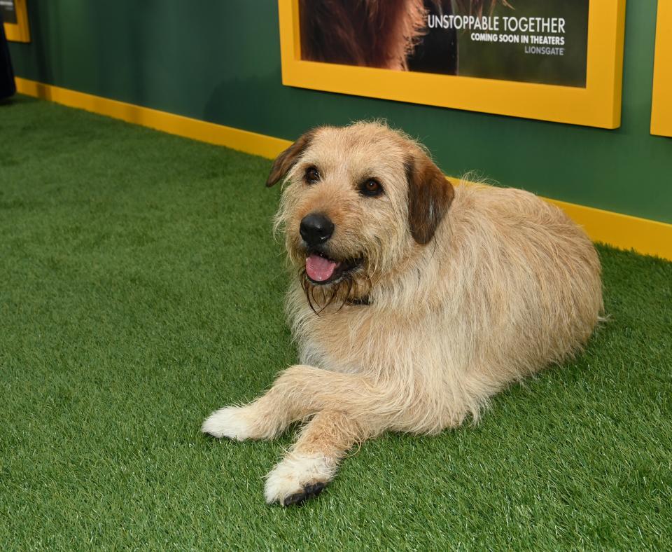 Ukai the dog who played Arthur in the 'Arthur the King' movie, lying on green Astroturf