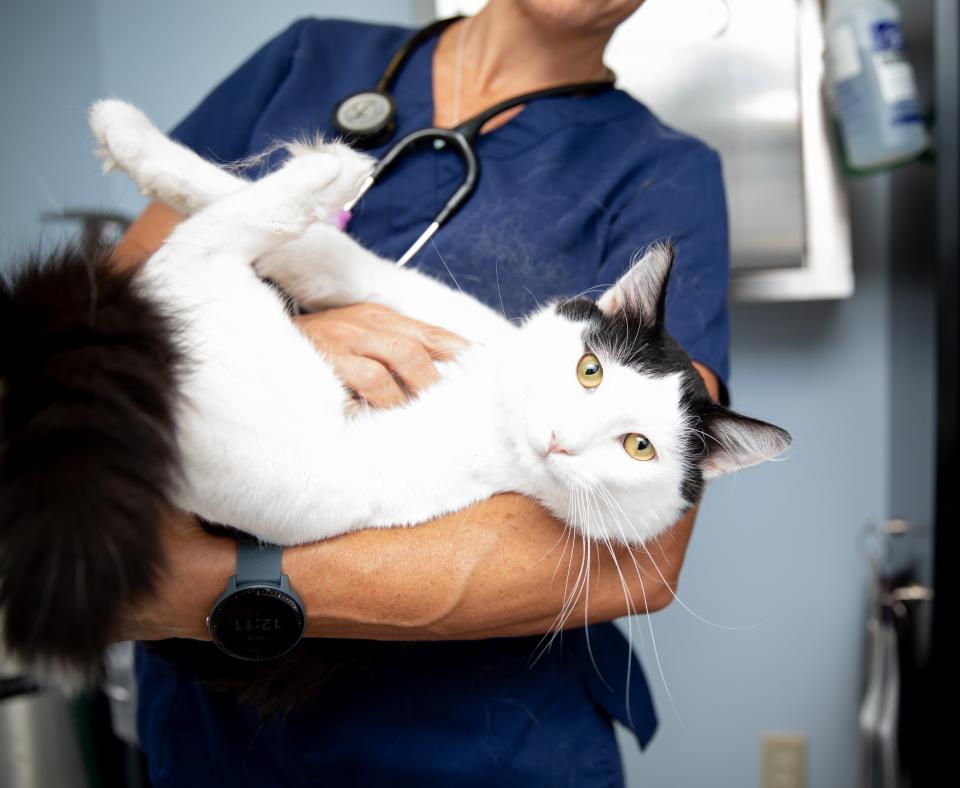 Veterinary professional holding a cat in their arms