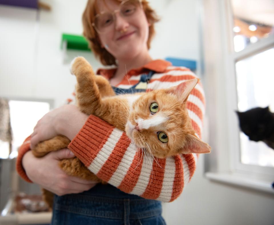 Person holding an orange and white cat in her arms