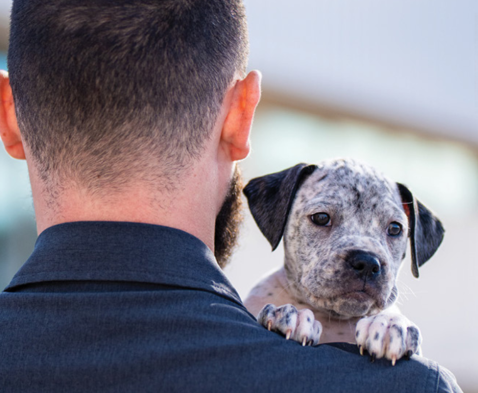 A spotted black and white puppy looks over a man's shoulder