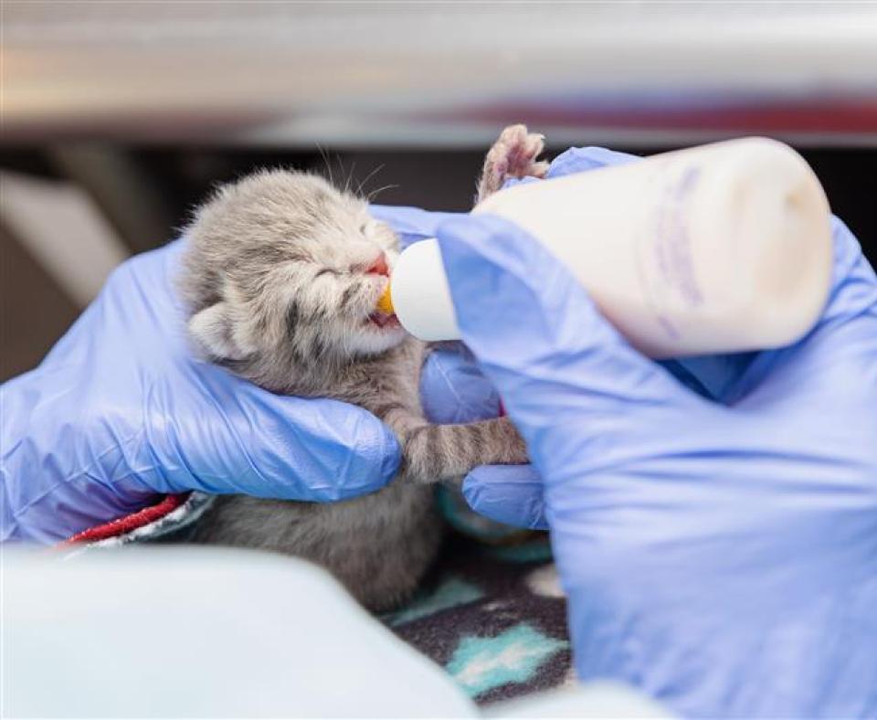 Small neonatal kitten being bottle-fed with gloved hands