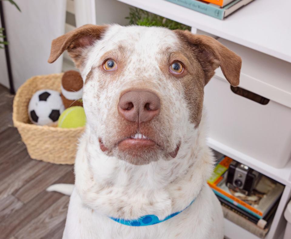 Brown and white pit-bull-type dog in front of a shelf, basket of toys, and plant