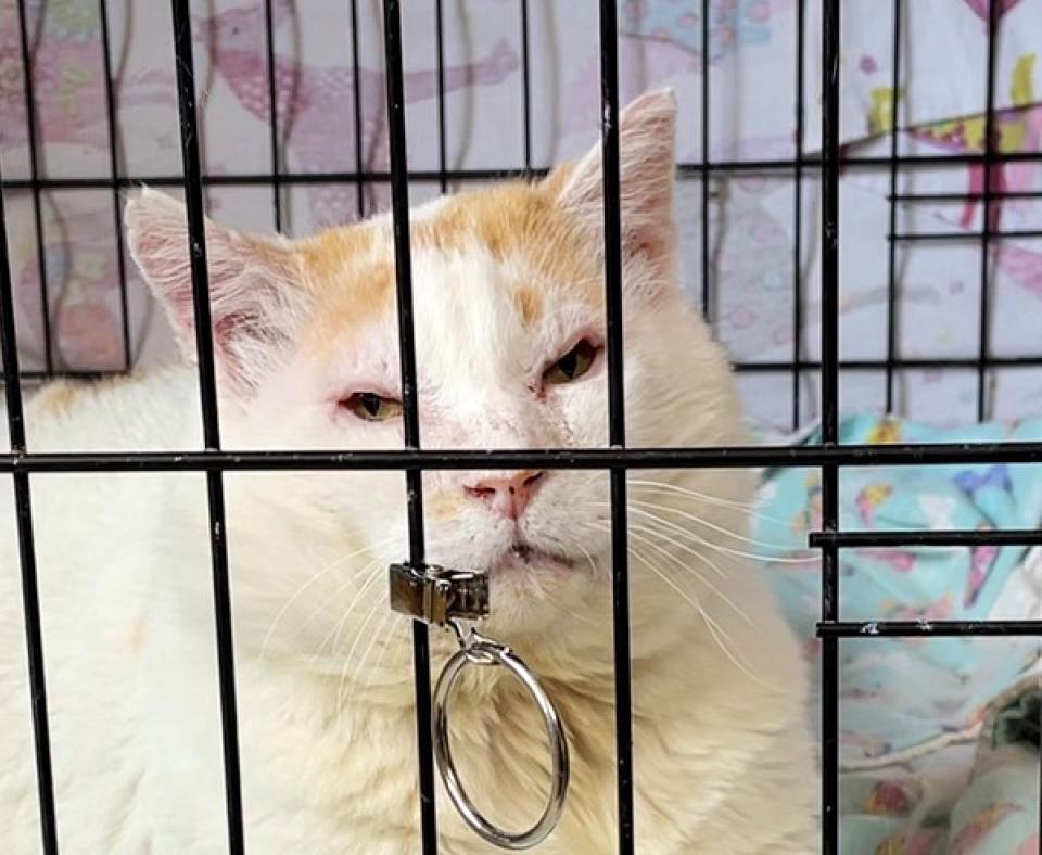 Bongo the cat in a wire kennel after surgery 