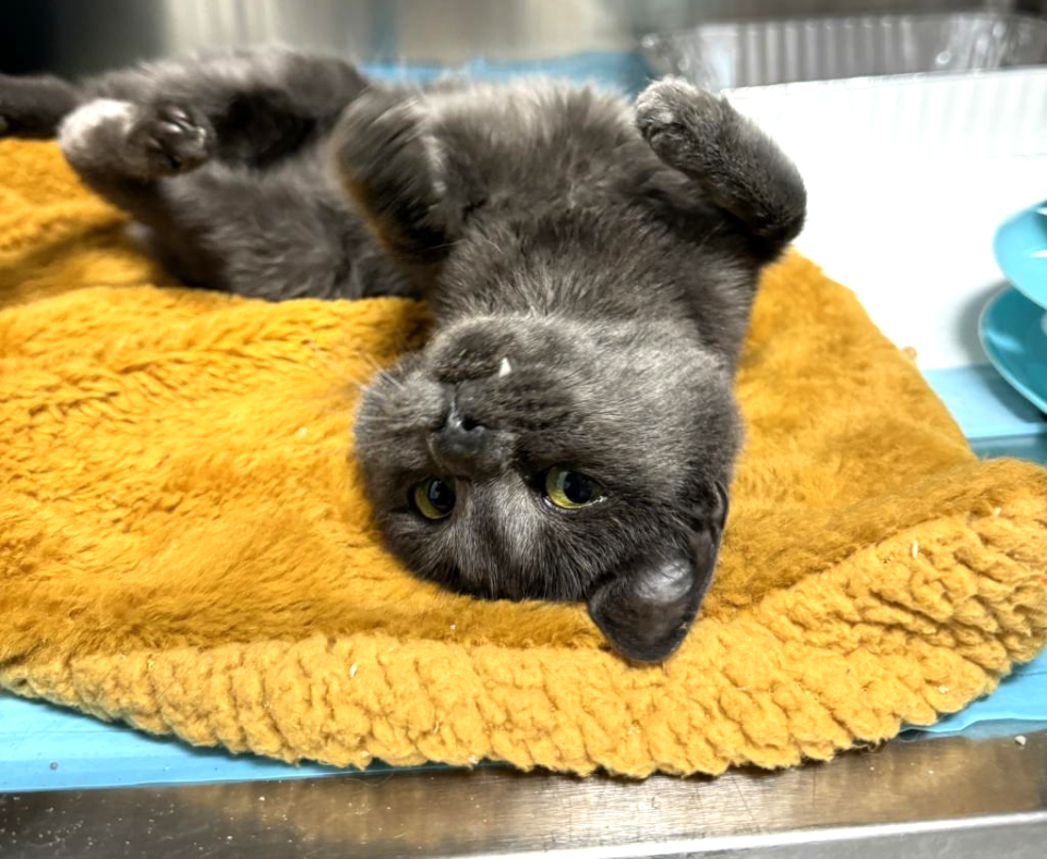Concord the kitten lying upside-down on a yellow blanket in a kennel