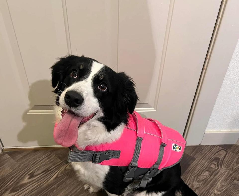 Ducky the dog wearing a pink vest