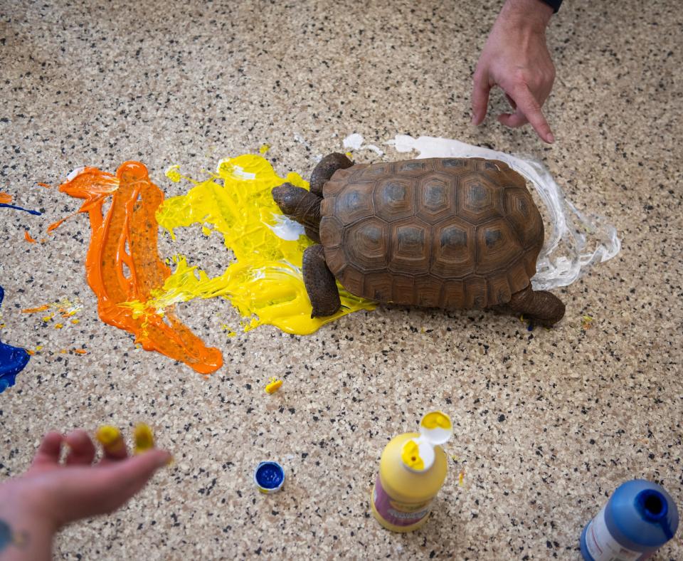 Tortoise walking in some paint on the floor